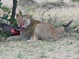 Bologonja_Seronera2009-33